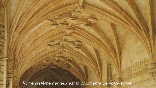 Pourquoi mon corps réagit-il sans mon accord ? Comprendre la survie et le trauma.